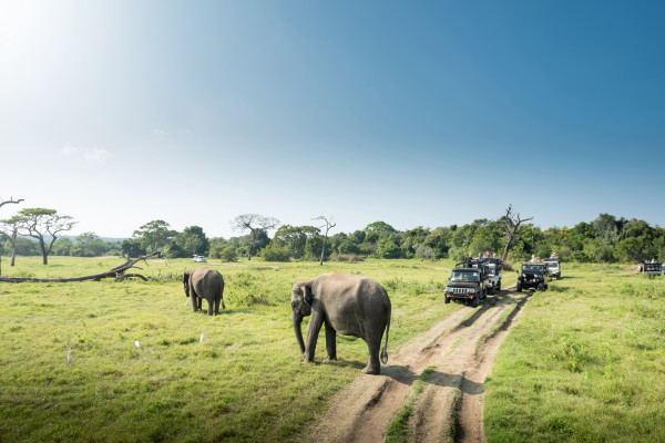 TTL 710 | Photographic Safaris